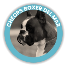 Cheops Boxer Del Mar
