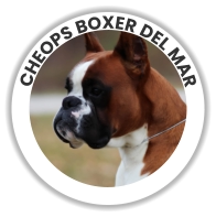 Cheops Boxer Del Mar