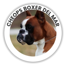 Cheops Boxer Del Mar