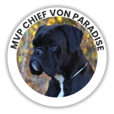 MVP Chief Von Paradise